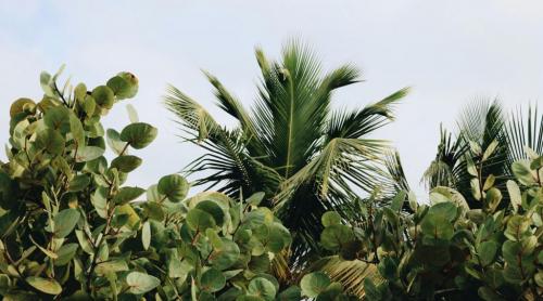 Plante pentru noroc și prosperitate în 2026. Ce flori ar trebui să ai în casă