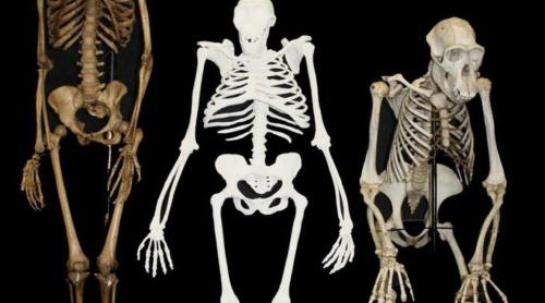 Se rescrie istoria omenirii. Cercetătorii au descoperit că originea omului este mai veche decât se credea