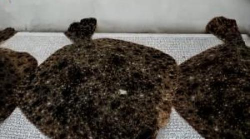 Caracatiţa din spatele afacerilor cu peşte. Cultura şpăgii a dus calcanul aproape de dispariţie