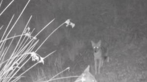 Fiara care terorizează zi și noapte sătenii din Vadu. Oamenii și au ridicat garduri electrice sau din beton