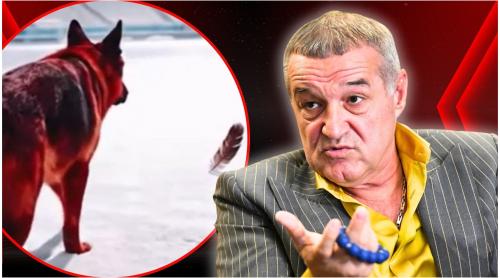 Gigi Becali, reacţie surpriză în scandalul de la Rapid – Dinamo: „M am supărat eu când au pus oaia? Nu îmi e ruşine de adevărul meu”
