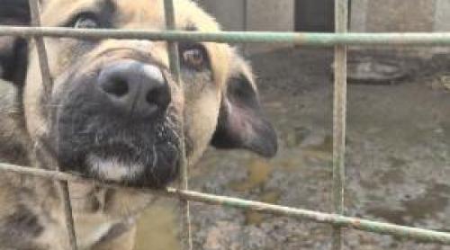 Activiştii acuză muşamalizarea cazului de la Uzunu. Câinii nu au fost mutaţi, "probele" ar fi fost incinerate