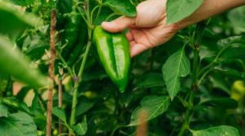 Afacerea de nişă cu care 2 prieteni din Reghin au dat lovitura. Totul a început din curiozitate