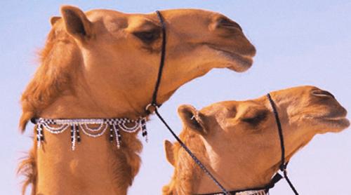 Cămile injectate cu acid hialuronic în buze și cu lifting facial, descalificate la un concurs de frumusețe