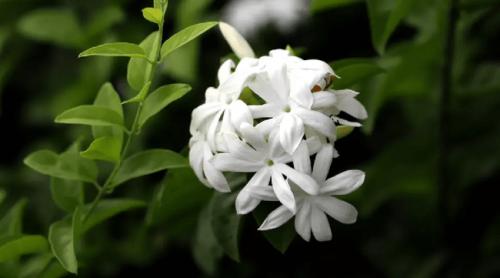 Ce floare ar trebui să pui pe terasă pentru a te putea bucura de un miros frumos toată vara