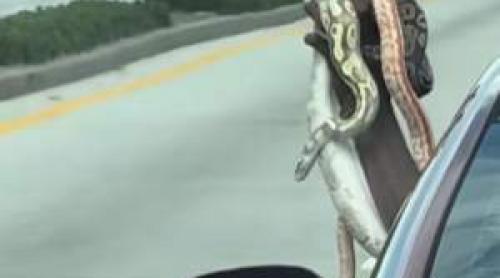 De necrezut! Un bărbat a fost surprins în trafic, ținând în mână mai mulți șerpi / VIDEO