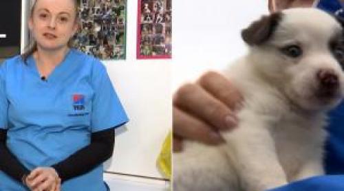 Femei de Succes: Povestea Georgetei Gărduş, "îngerul animalelor din Dej". A salvat mii de vieţi în 20 de ani