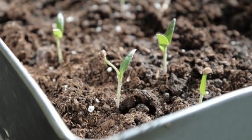 Leguma pe care o poți cultiva în ghivece, chiar dacă nu ai o grădină