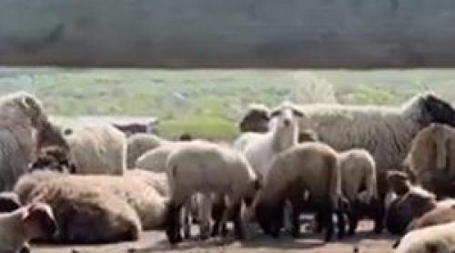 Mielul de Paște devine raritate pe masa românilor: Un kilogram poate ajunge şi 55 lei