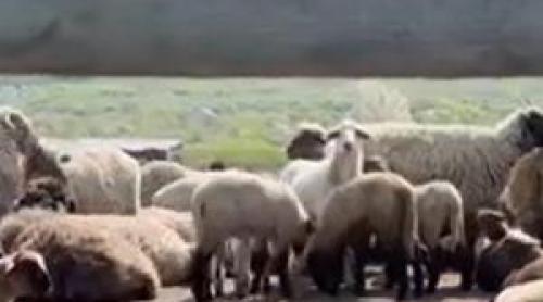 Mielul de Paște devine raritate pe masa românilor: Un kilogram poate ajunge şi 55 lei