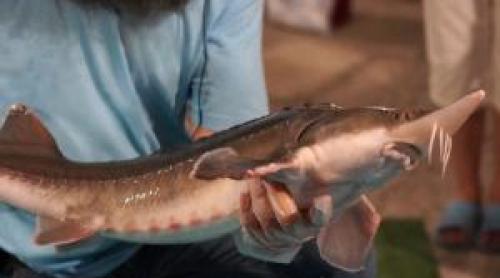 O fermă a dat lovitura cu o delicatesă care se vinde cu 8.000 de euro kilogramul