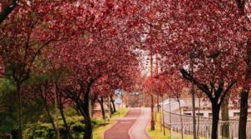 Orașul din România care s a colorat în roz. A devenit unul dintre cele mai fotografiate locuri din țară