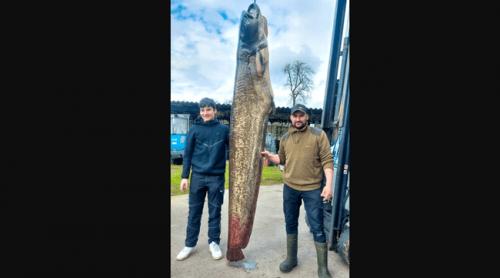 Somn uriaș de 109 kilograme, prins de un pescar din Austria: „Ce submarine înoată acum în Lacul Constanța!”