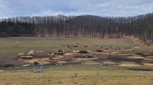 Subvenții de 1,3 milioane de euro pentru ferma din Cluj unde au murit peste 200 de animale. Care a fost traseul banilor europeni