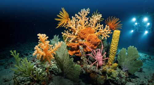 290 de specii noi, munți de corali aurii și o groapă fără fund. Descoperirea de azi care a lăsat cercetătorii fără cuvinte