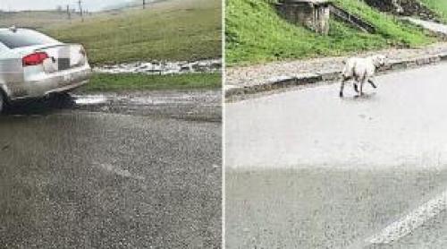 Amenda usturătoare primită de un botoșănean care şi a abandonat căţelul la ieşirea din localitate