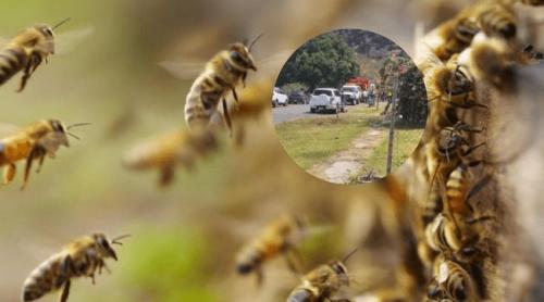 Atac al „albinelor ucigașe” la o procesiune din Vinerea Mare: 150 de persoane rănite, 50 transportate la spital