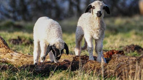 Breaking news pentru ministrul Mediului: oaia nu știe carte! Diana Buzoianu susține că a fost atacată prin „fake news”