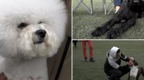 Cât cheltuie românii pentru câinii lor. Hrana și serviciile pentru câini, mai scumpe ca niciodată