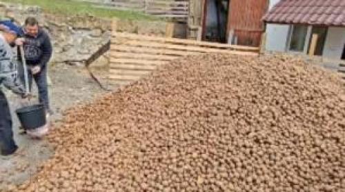 Comuna în care se împart gratuit tone de cartofi. Localnicii, încurajați să vină cu sacii