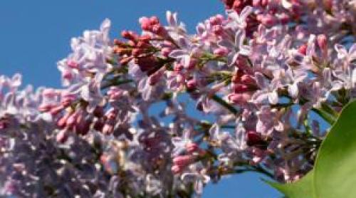 Cum va fi vremea în luna mai. Prognoza meteo pentru următoarele patru săptămâni