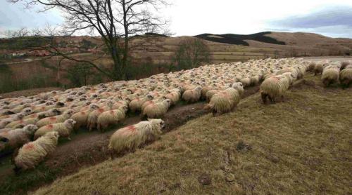 Extremismul ecologist mai urcă o treaptă: interzis cu oaia la munte!