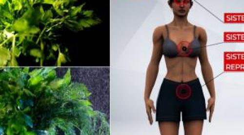 Leuşteanul, mărarul, pătrunjelul şi roşiile din pieţe duse la laborator. "Surprizele" nocive descoperite