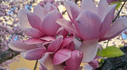 Locul din România unde primăvara arată spectaculos. Poți admira magnolii rare, vechi de un secol