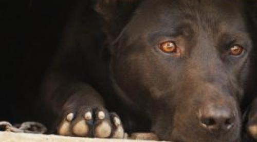 Reguli noi pentru animalele de companie în UE. Ce trebuie să ştie proprietarii