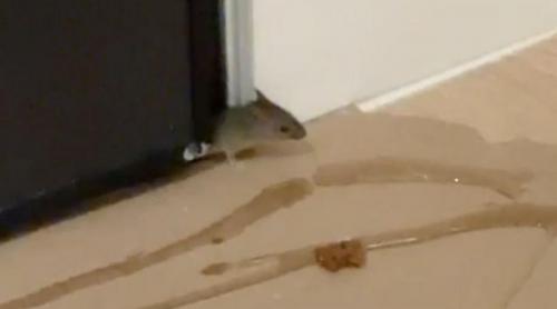 Reportaj: Un nou „Nordis”, dar cu ceva în plus: șoareci