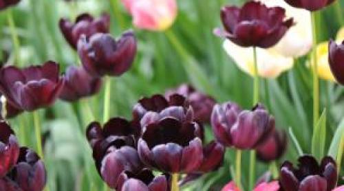 Satul din România unde câmpurile înfloresc spectaculos. O lalea aproape neagră a devenit magnet pentru turişti