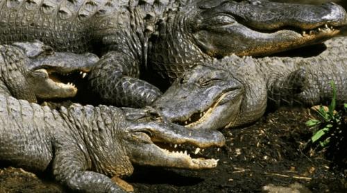  Strategia neobișnuită a Indiei pentru apărarea granițelor: șerpi și crocodili folosiți pentru descurajarea activităților ilegale la frontiera cu Bangladesh