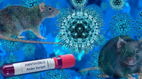 Avertisment privind hantavirus! Nu este un nou COVID 19