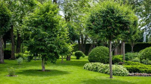 Ce pomi plantăm în fața casei pentru umbră bogată. 6 specii cu creștere rapidă