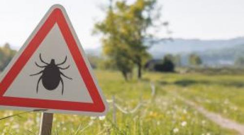 Cum te protejezi de căpușe și țânțari. Bolile grave pe care le pot transmite vara insectele periculoase