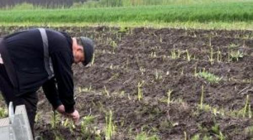 Leguma cu care un fermier din Suceava a dat lovitura. Cu cât se vinde "hrana regilor"