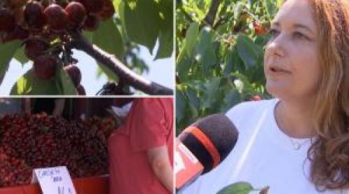 Oferta fermierilor, în an cu producţie record: cireşe mai ieftine, dacă ţi le culegi singur