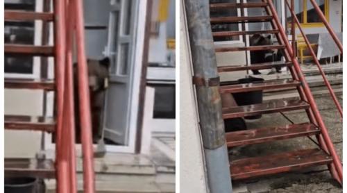 „A deschis frigiderul și a mâncat o cașcavea”: o ursoaică cu pui a intrat de două ori în casa unui bătrân din Bușteni 