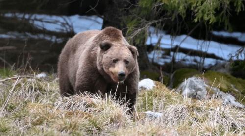 De ce urșii așteaptă turiști pe Transfăgărășan, iar în Retezat îi ocolesc: „Încă din anii '70 puteai întâlni urși cerșetori”