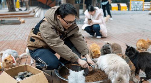 Poftiți în parcul pisicilor fără stăpân! Peste 600 de feline au fost salvate și aduse aici