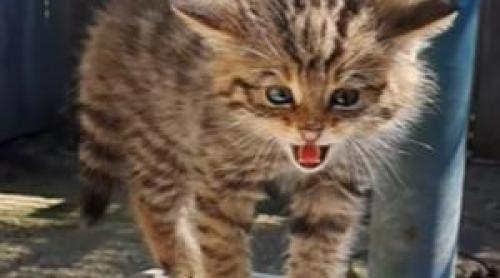 Surpriză pentru două femei din Mureş şi Neamţ. Au crezut că salvează pisici de casă, dar erau feline sălbatice