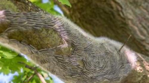 Ţara care se confruntă cu o invazie de insecte veninoase. O singură înţepătură poate induce şoc anafilactic