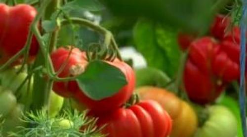 Un fermier din Gorj a dat lovitura cu roșia gigant. Costă între 15 18 lei și are gustul autentic de altădată