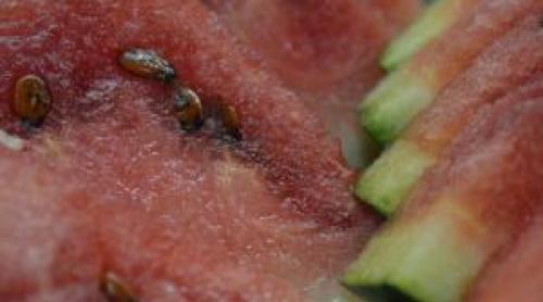 "Atunci când îl lovim, să vibreze miezul". Trucurile producătorilor pentru a alege cel mai bun pepene