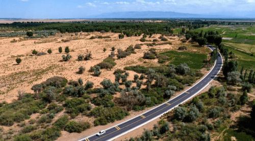 De ce arborii plantați de China în cadrul amplului program de reîmpădurire cresc cu 66% mai repede decât pădurile naturale?