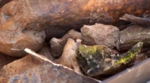 Descoperire neobișnuită în Dunăre, după ce a atins un minim istoric: rămășițe de mamut, găsite în Bulgaria