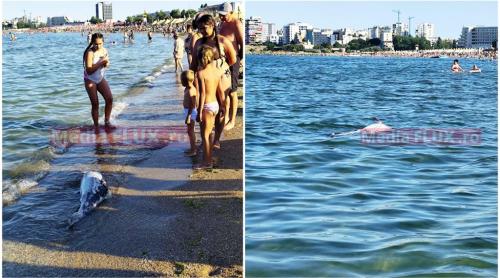 EXCLUSIV Delfin mort pe plaja din Mamaia. Risc pentru sănătate în apele mării FOTO și VIDEO