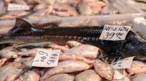 Experiment. Peștele din Dunăre se apropie ca preț de cel din import. Cât costă kilogramul