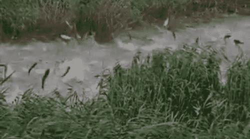 Imagini spectaculoase cu zeci de peşti sărind simultan din apă, pe o baltă din Prahova. „E ca la Untold acolo!”