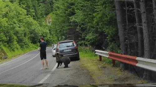 Moment tensionat pe Transfăgărășan. Un urs s a apropiat la numai câțiva centimetri de un turist